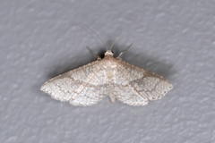 Addaea subtessellata