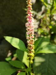 Phytolacca icosandra