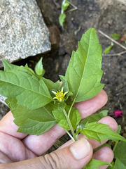 Sclerocarpus divaricatus