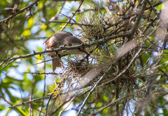 Cranioleuca pyrrhophia
