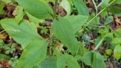Helianthus atrorubens