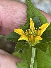 Sclerocarpus divaricatus