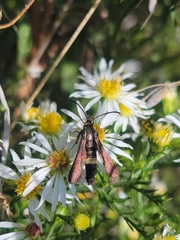 Carmenta pyralidiformis