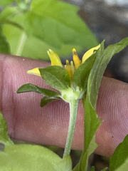 Sclerocarpus divaricatus