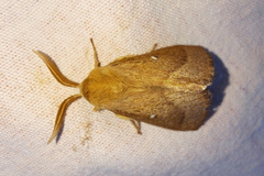 Lasiocampa trifolii