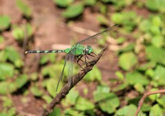 Erythemis vesiculosa