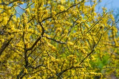 Geoffroea decorticans