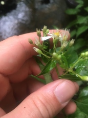 Eurybia schreberi