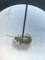 Diabrotica balteata