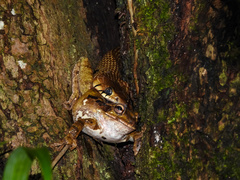 Drymarchon melanurus