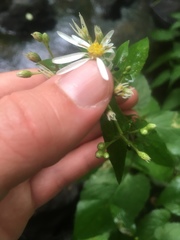 Eurybia schreberi