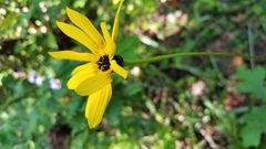 Helianthus atrorubens