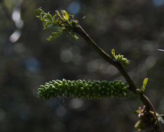 Prosopis nigra