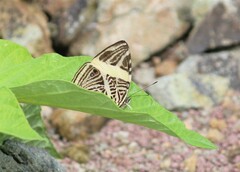 Colobura dirce