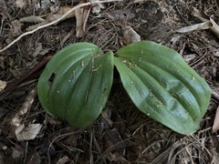 Platanthera orbiculata