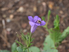 Ruellia nudiflora