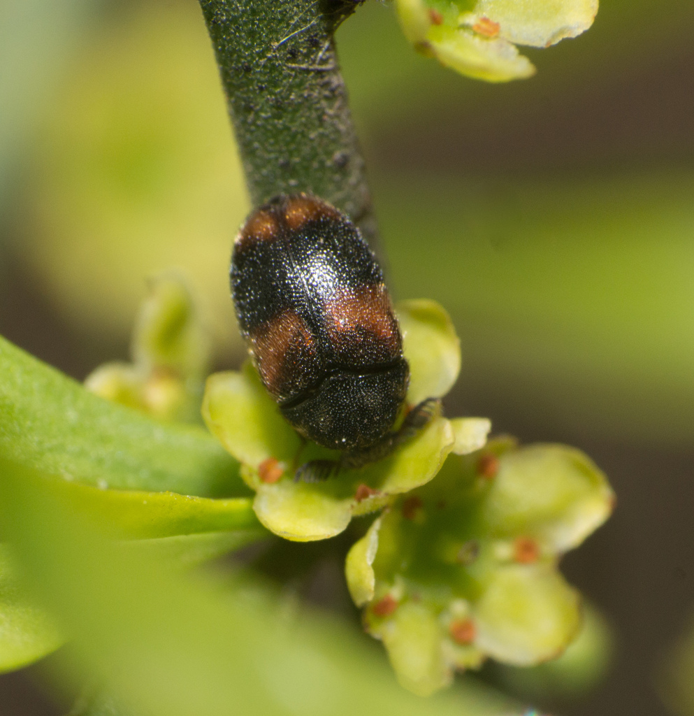Trogoderma pectinicornis