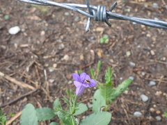 Ruellia nudiflora