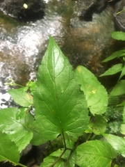 Eurybia schreberi