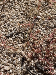 Portulaca halimoides