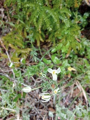Albuca setosa