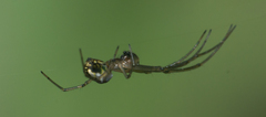 Leucauge