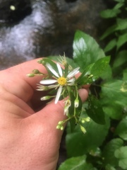 Eurybia schreberi
