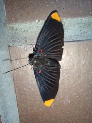 Melanis smithiae xarifa