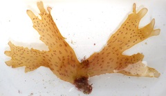 Nitophyllum punctatum
