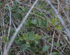 Maytenus vitis-idaea