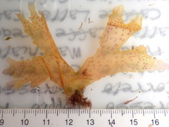 Nitophyllum punctatum
