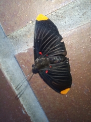 Melanis smithiae xarifa