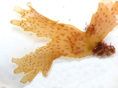 Nitophyllum punctatum