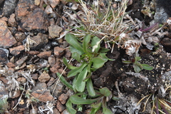 Solidago multiradiata