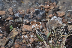 Solidago multiradiata