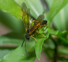 Symphyta