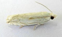 Eucosma pallidicostana