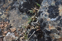 Stellaria longipes