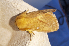 Lasiocampa trifolii