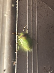 Piezodorus guildinii