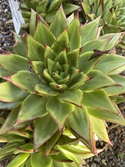 Echeveria agavoides