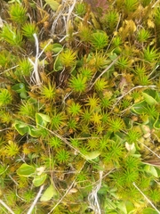 Polytrichum juniperinum