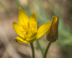Nothoscordum