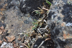 Stellaria longipes