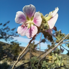 Anisodontea reflexa