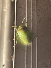 Piezodorus guildinii