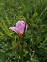 Olsynium scirpoideum