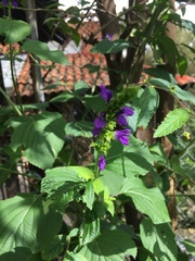 Salvia mexicana
