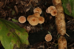 Marasmius