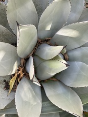 Agave